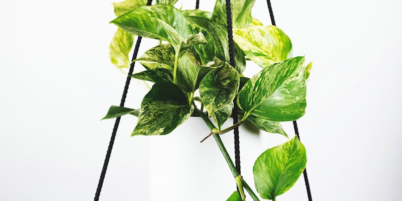 世界杯决赛高清直播画面：球员在绿茵场上激烈拼抢